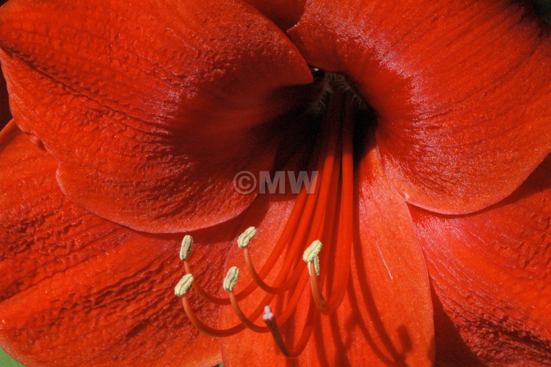 "-E Amaryllis" stock image