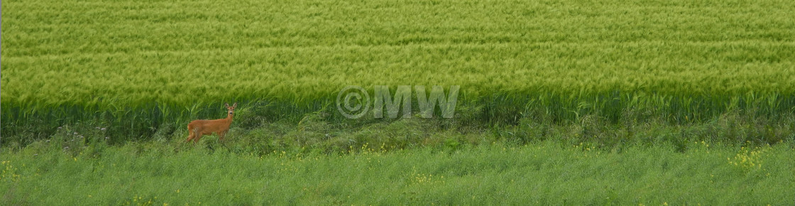 "Deer in Wheat Field" stock image