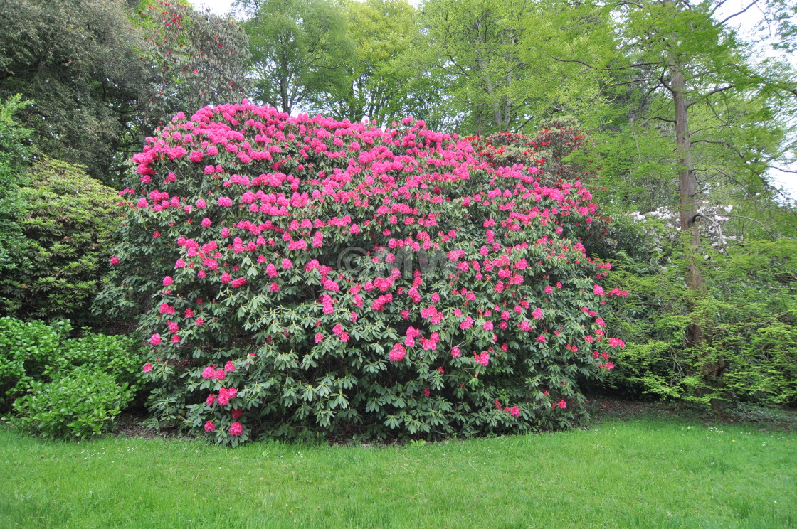 "Rhododendron" stock image