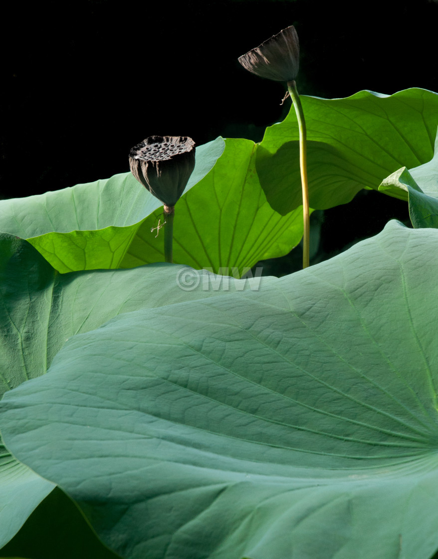 "Giant lotus" stock image