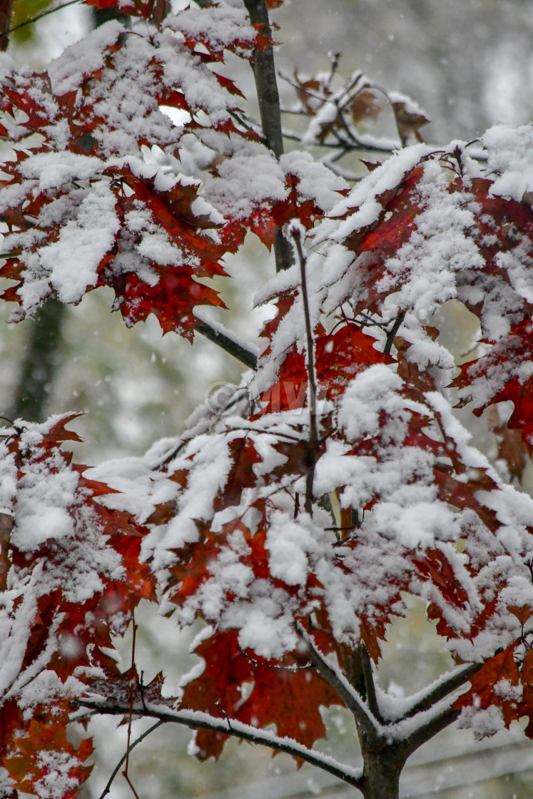 "First snow on autumn leaves" stock image