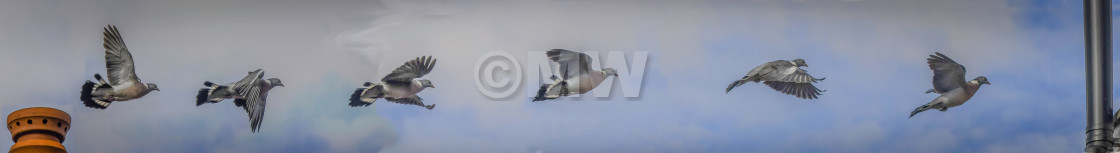 "Wood Pigeon Multi-Pano" stock image