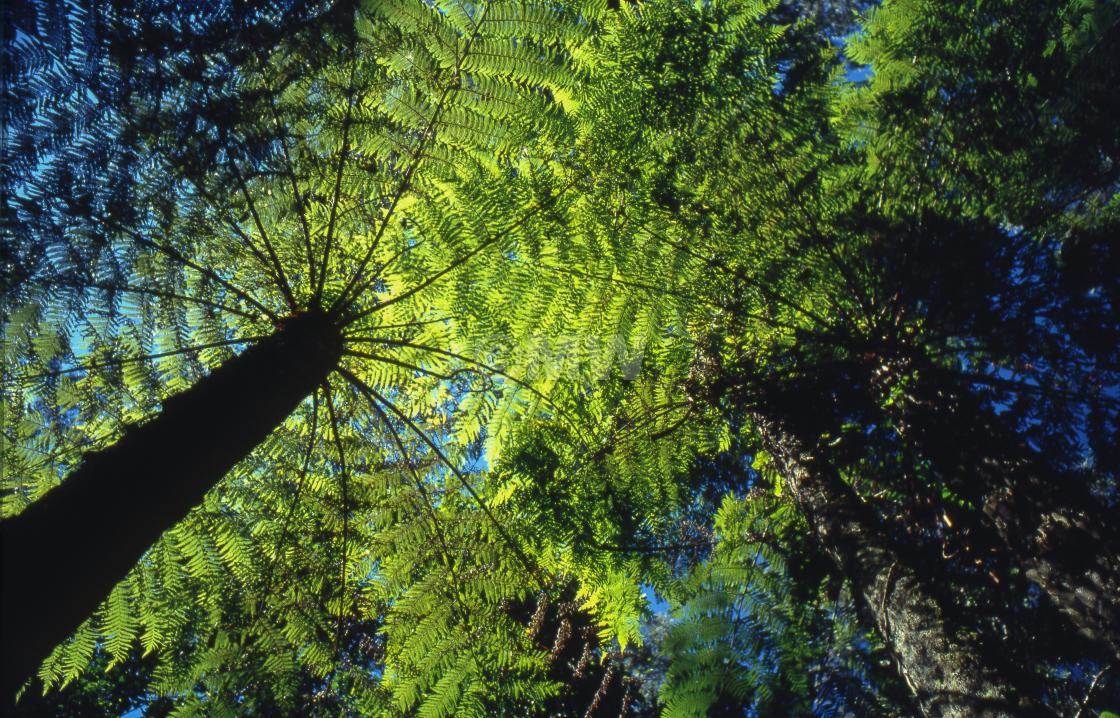 "Tree Fern" stock image