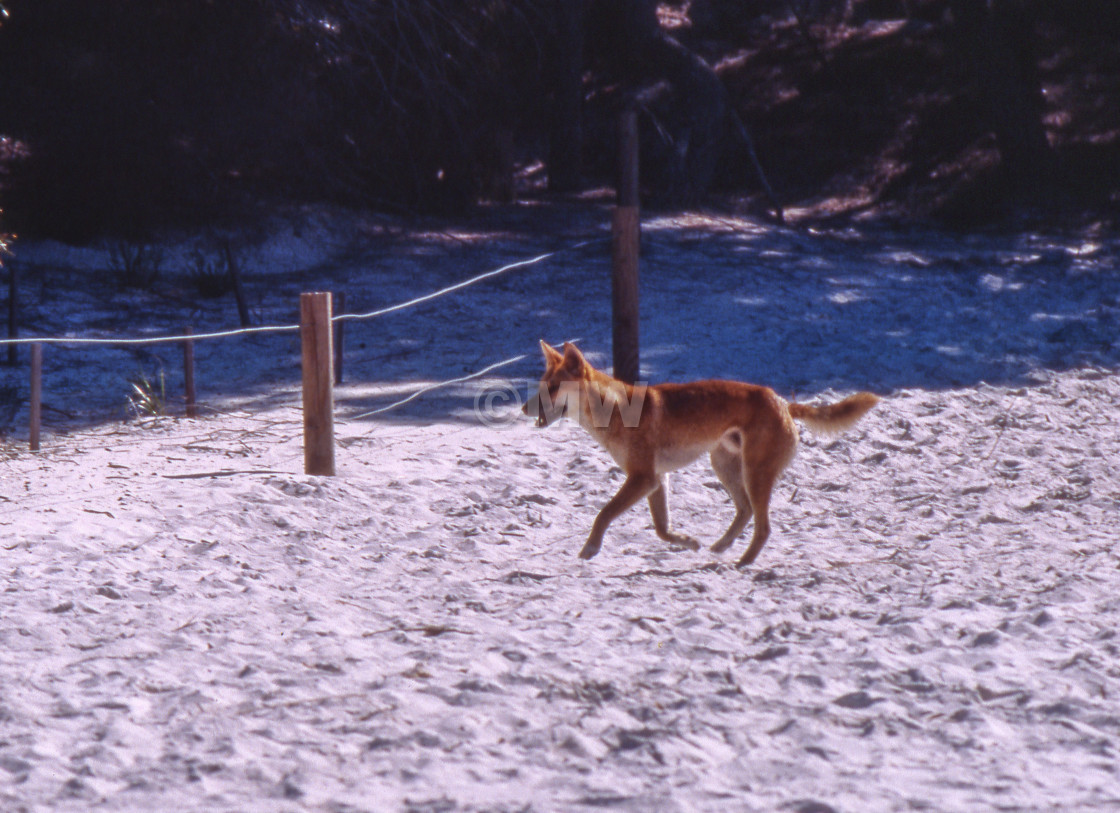 "Dingo" stock image