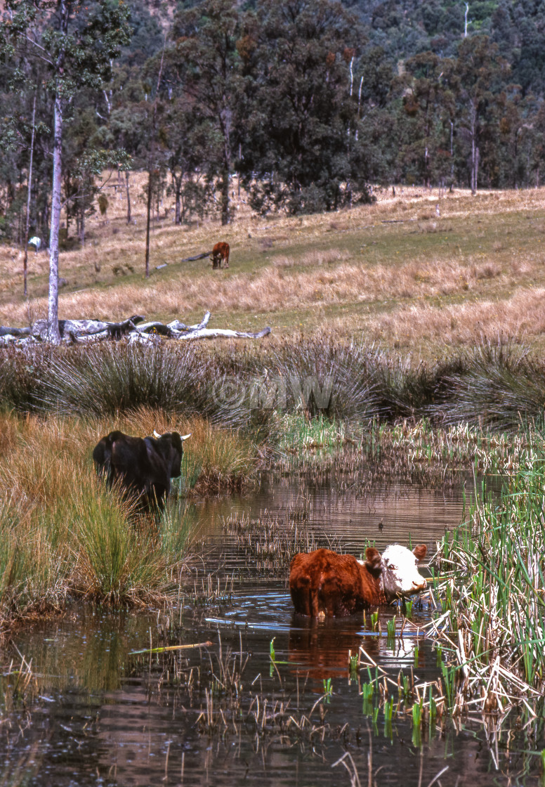 "Cows bathing in creek" stock image