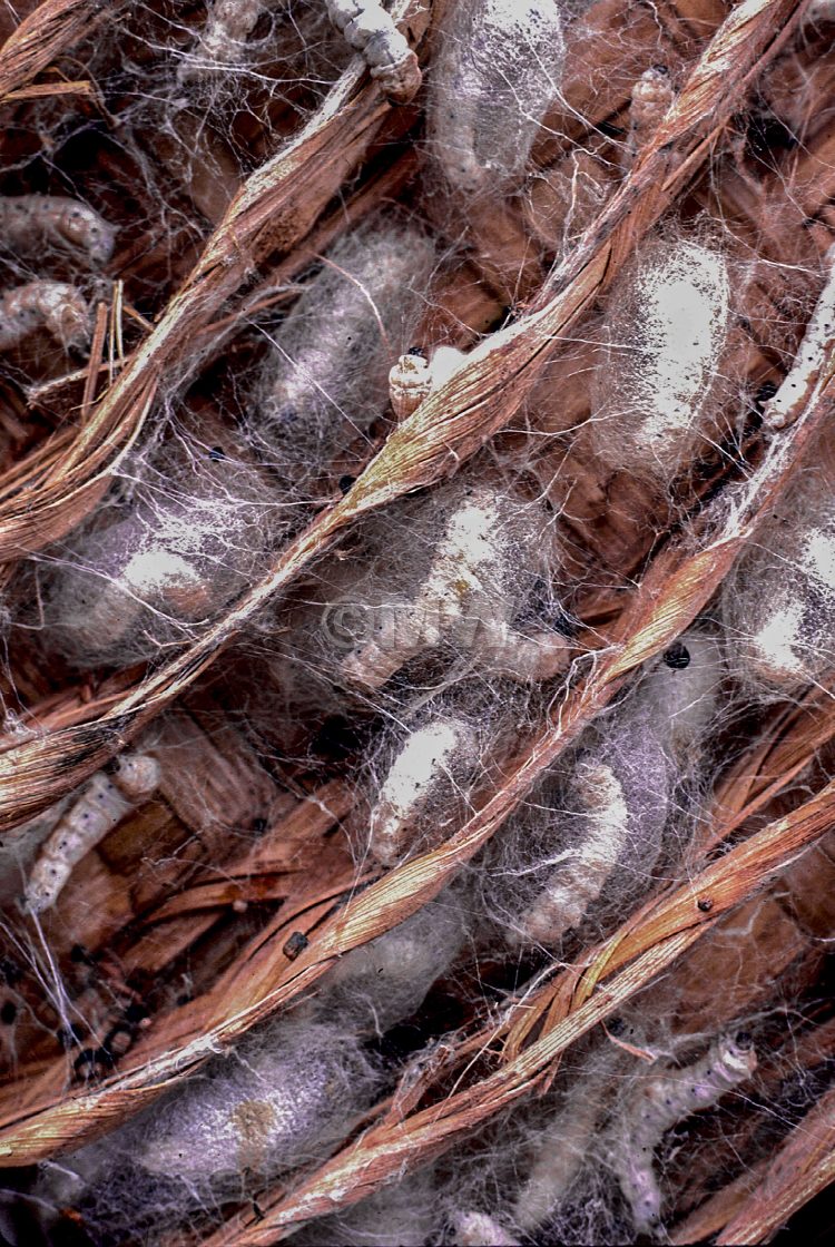 "Silkworms & cocoons" stock image