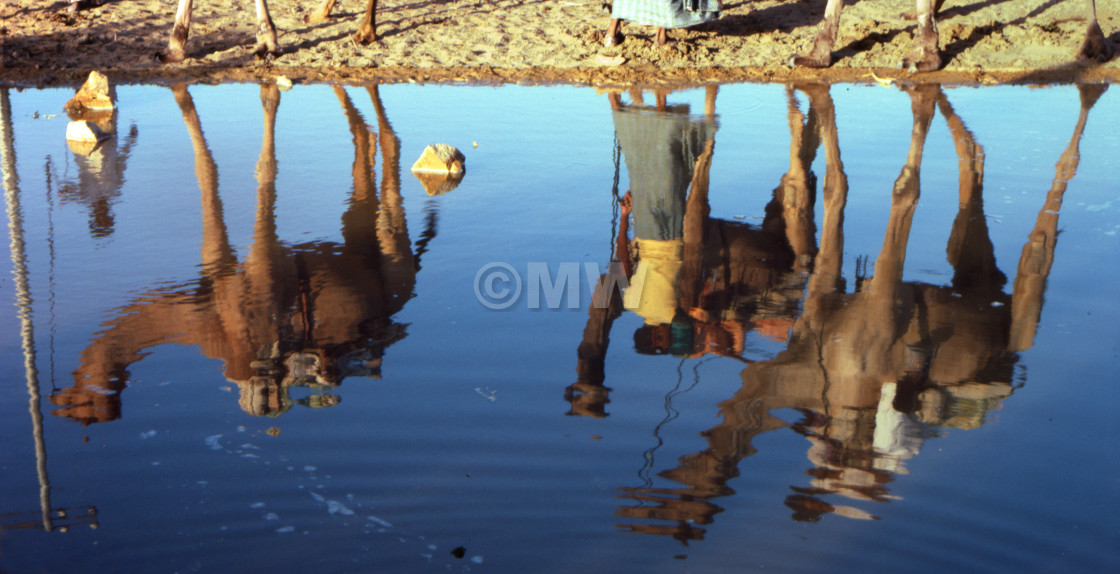 "Camel reflections" stock image