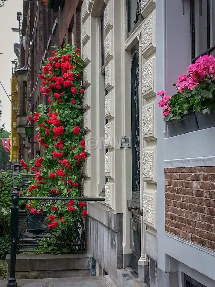 "Herengracht houses with roses and bicycle" stock image