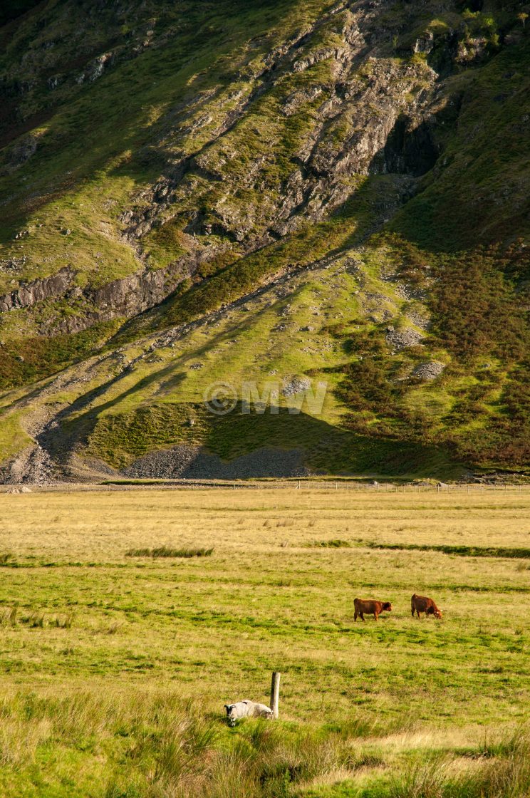 "Glen Coe valley floor + livestock" stock image