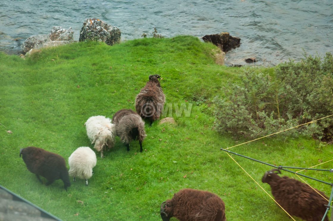 "Highland sheep" stock image