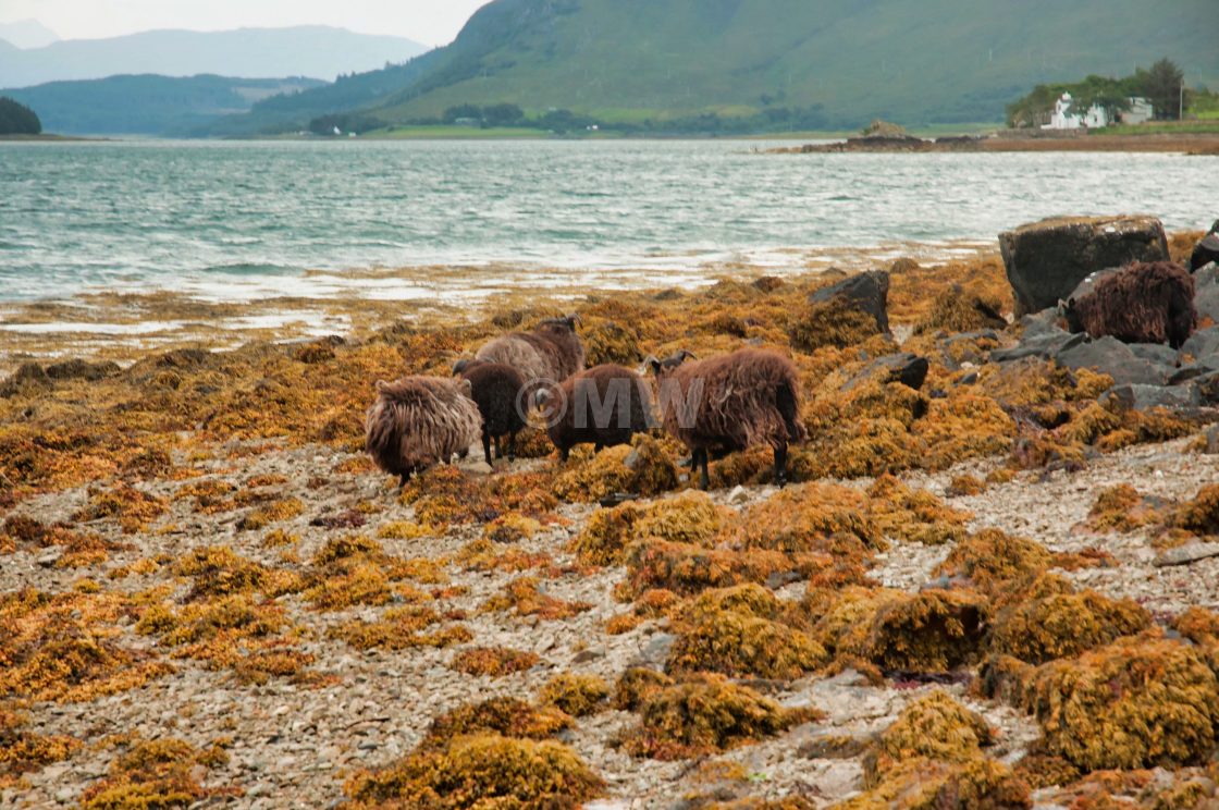 "Sheep on beach, Skye" stock image