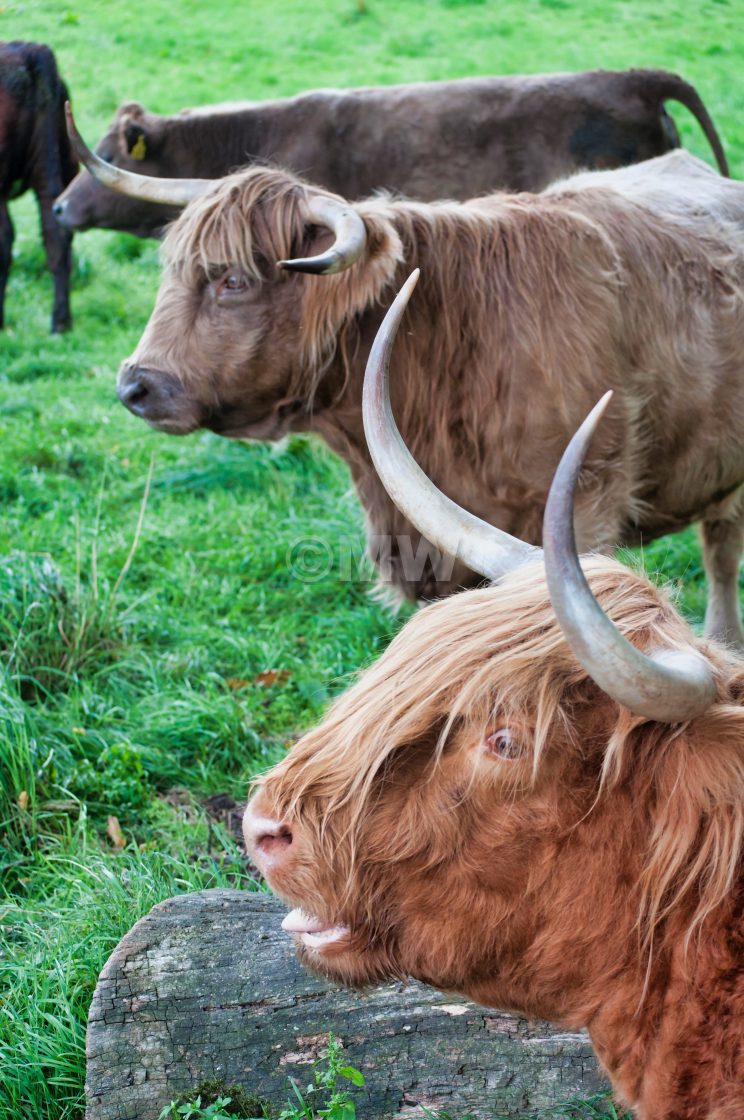 "Highland cattle" stock image