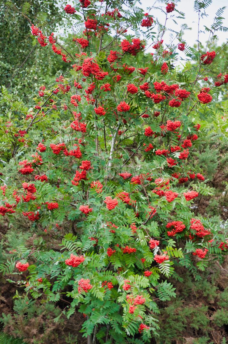 "Mountain Ash, aka Rowan tree. With berries." stock image