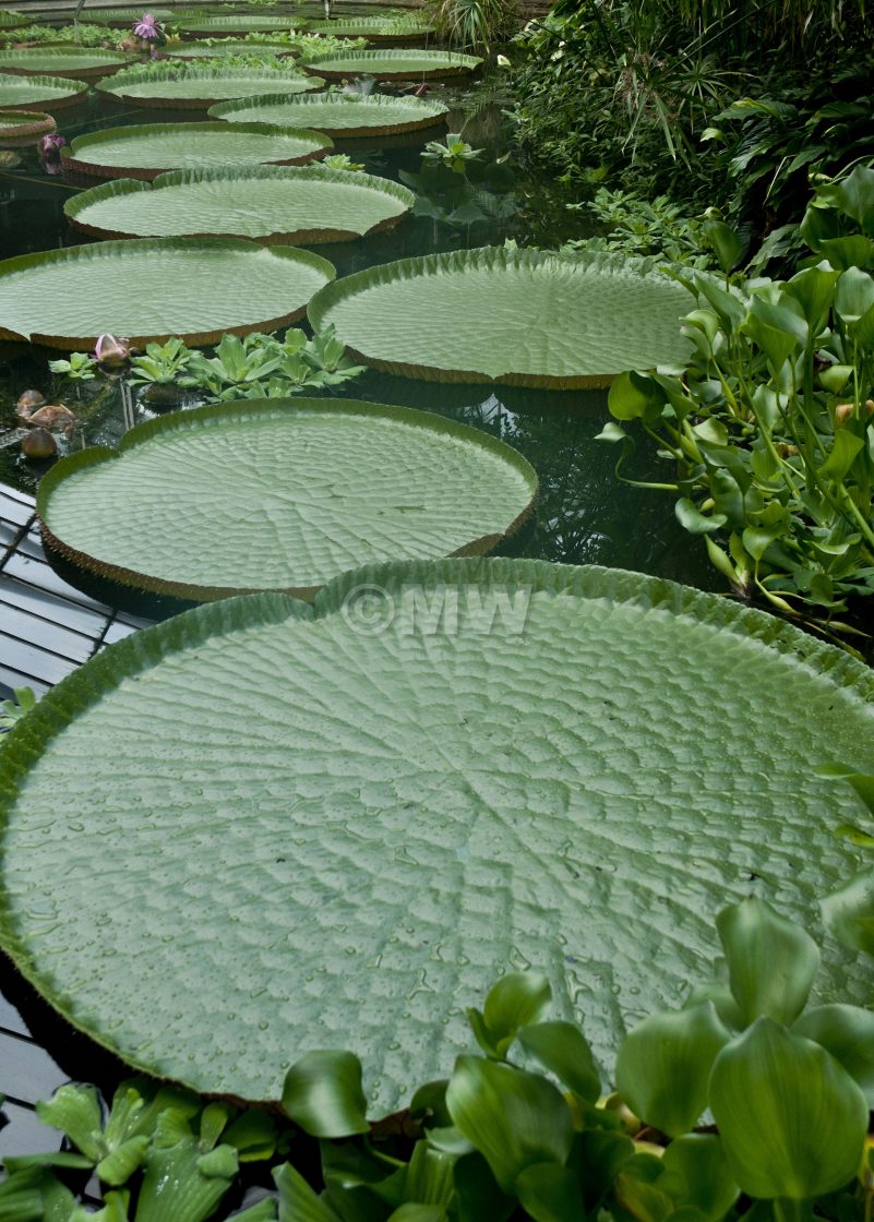 "Giant lotus pads, Edinburgh Botanic Gardens" stock image