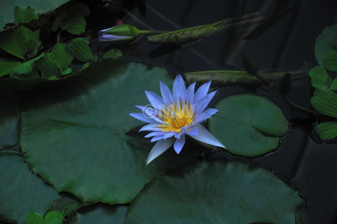 "Lotus leaves and flower, Edinburgh Botanic Gardens" stock image