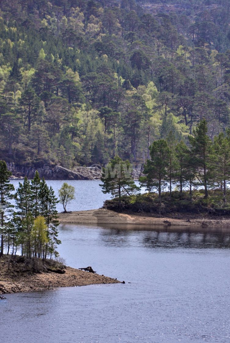 "Glen Affric" stock image