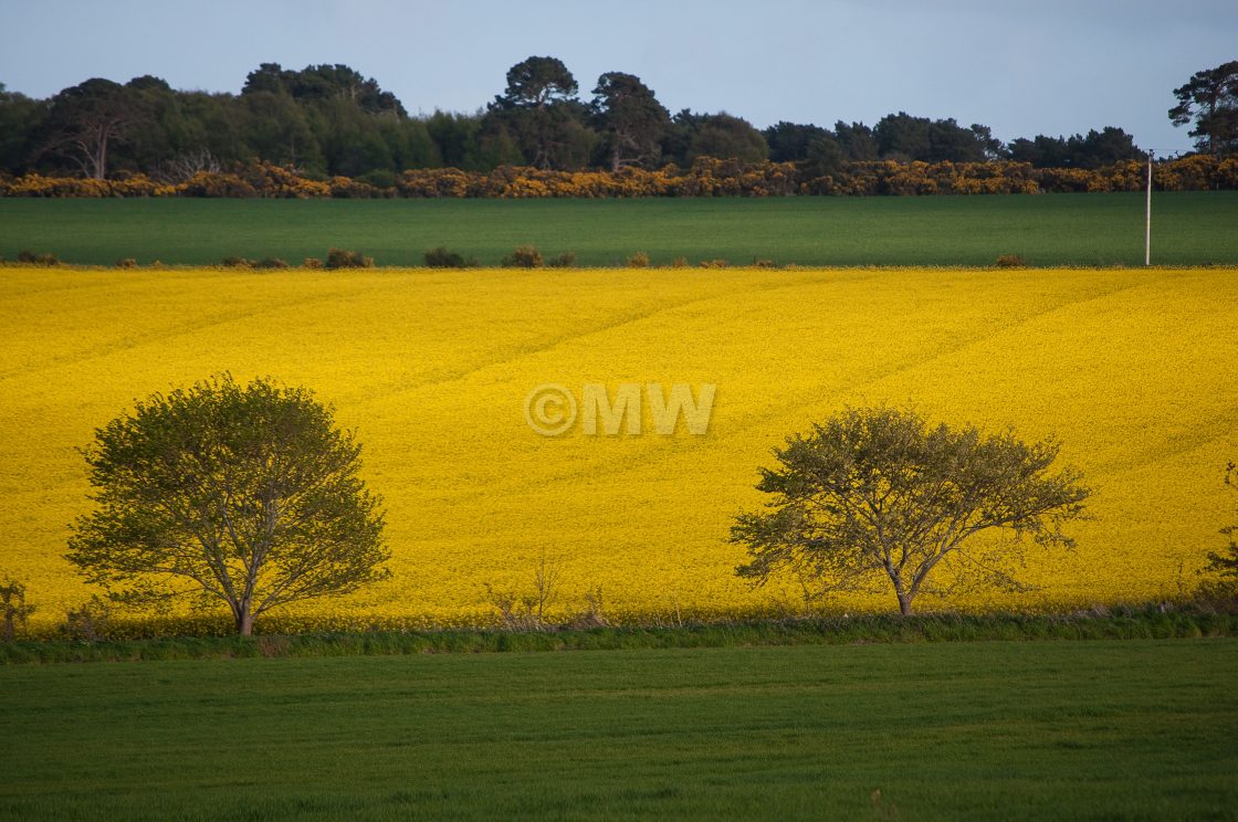 "Rape fields and trees" stock image