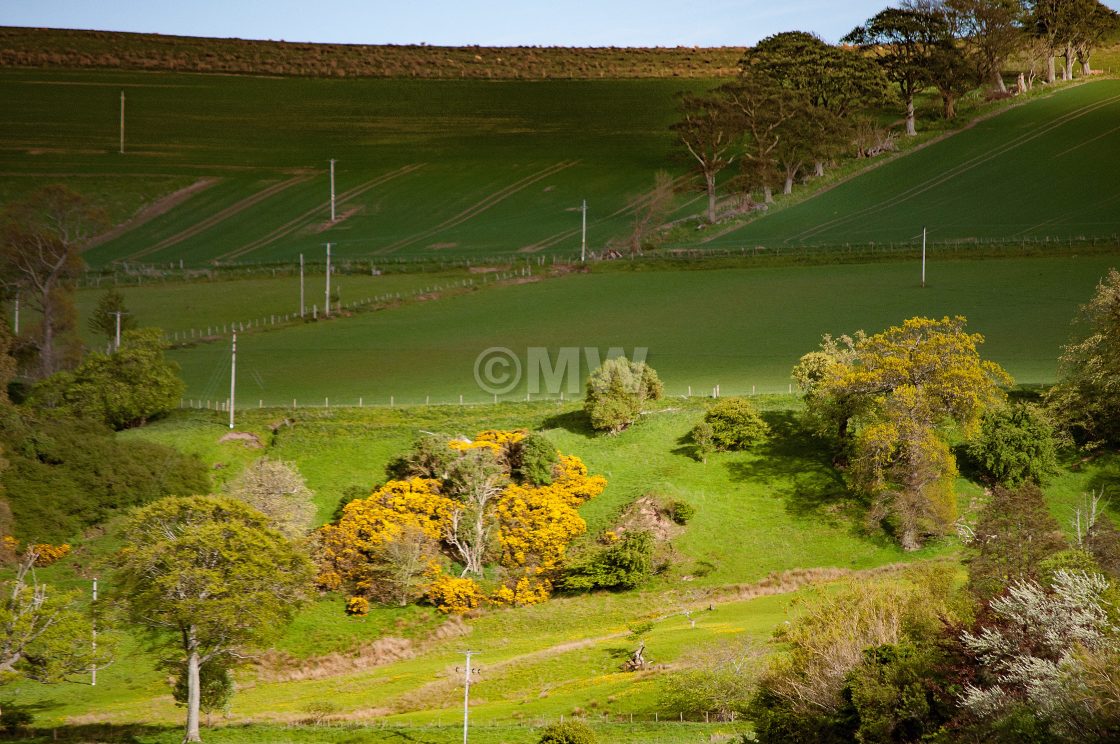 "Black Isle hillside" stock image