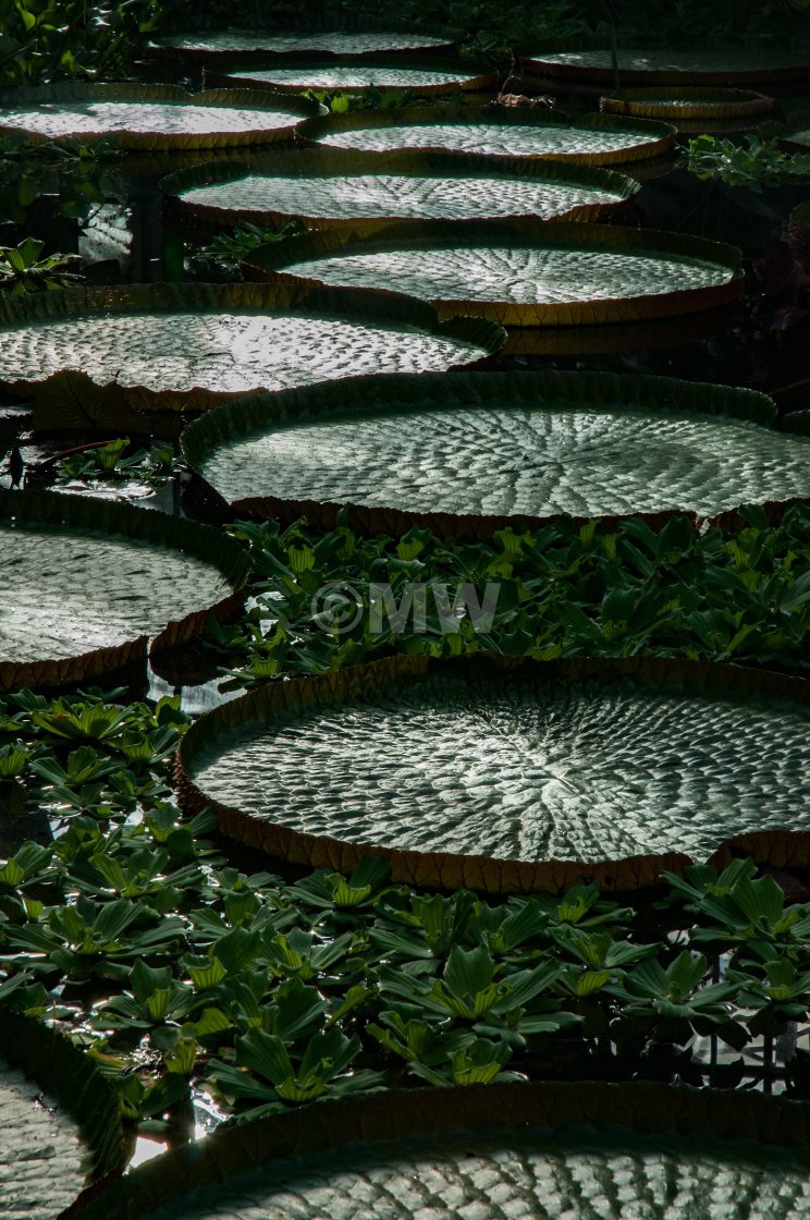 "Giant lotus" stock image