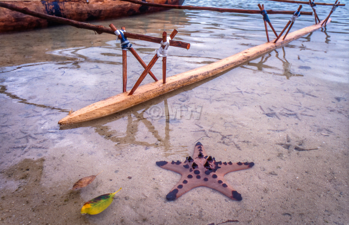 "Starfish (one large, many small) in shallow water near the outri" stock image