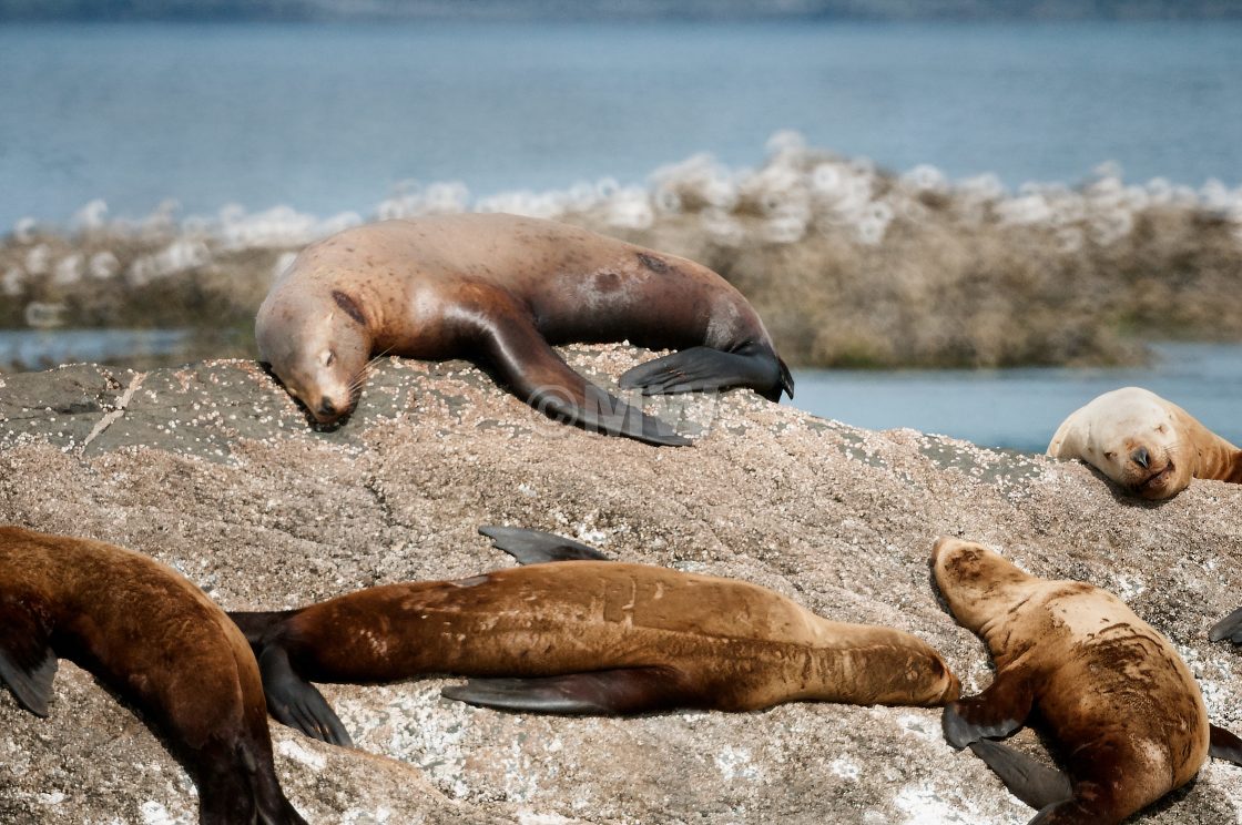 "Steller Sea Lions" stock image