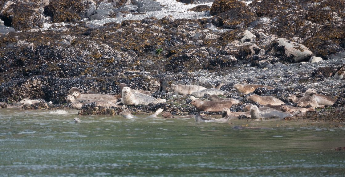 "Harbor Seals" stock image