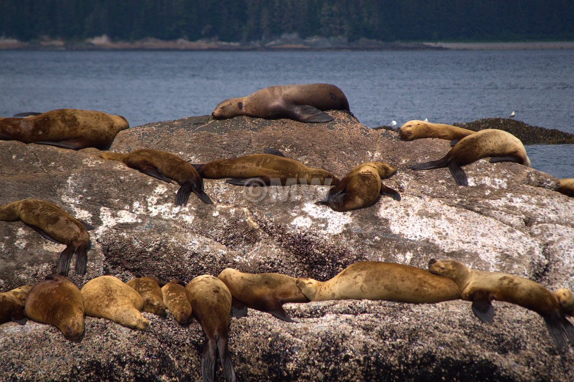 "Steller sea lions" stock image