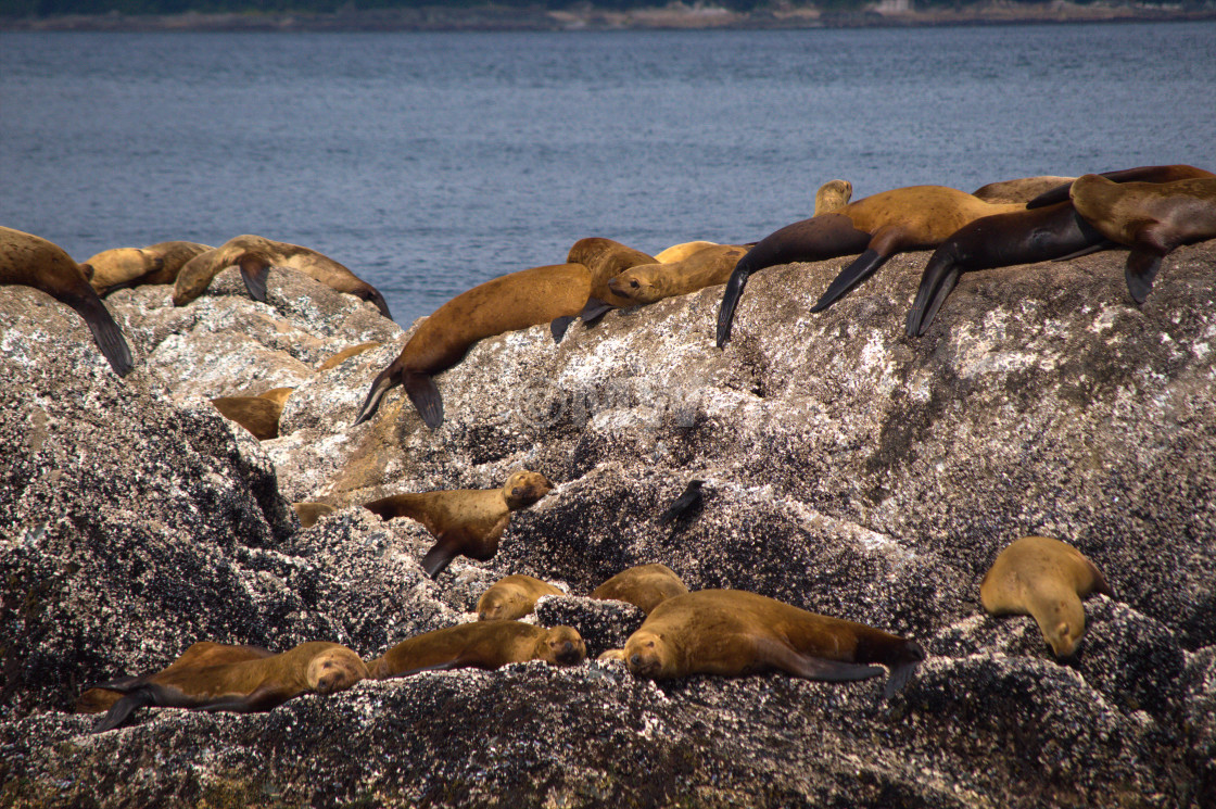 "Steller Sea Lions" stock image