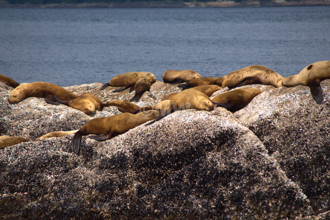 "Steller Sea Lions" stock image