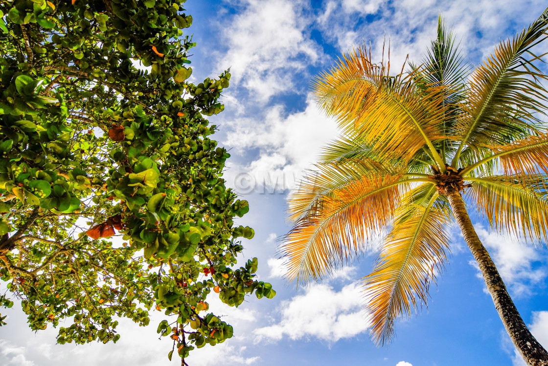 "Sea Grape and Palm" stock image