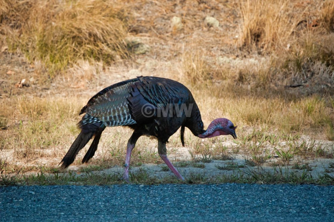 "Wild turkey" stock image