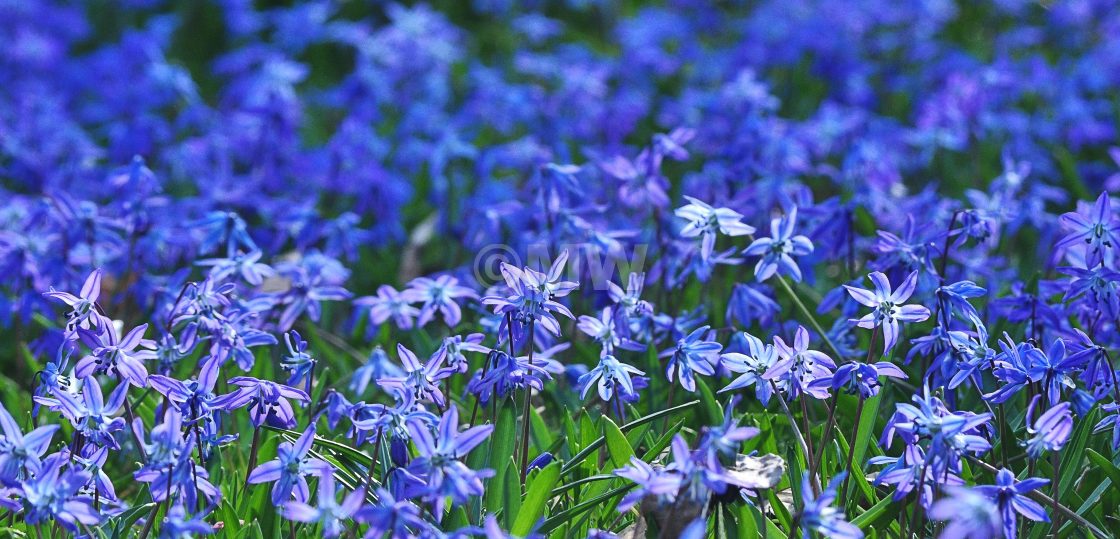 "Blue flowers" stock image