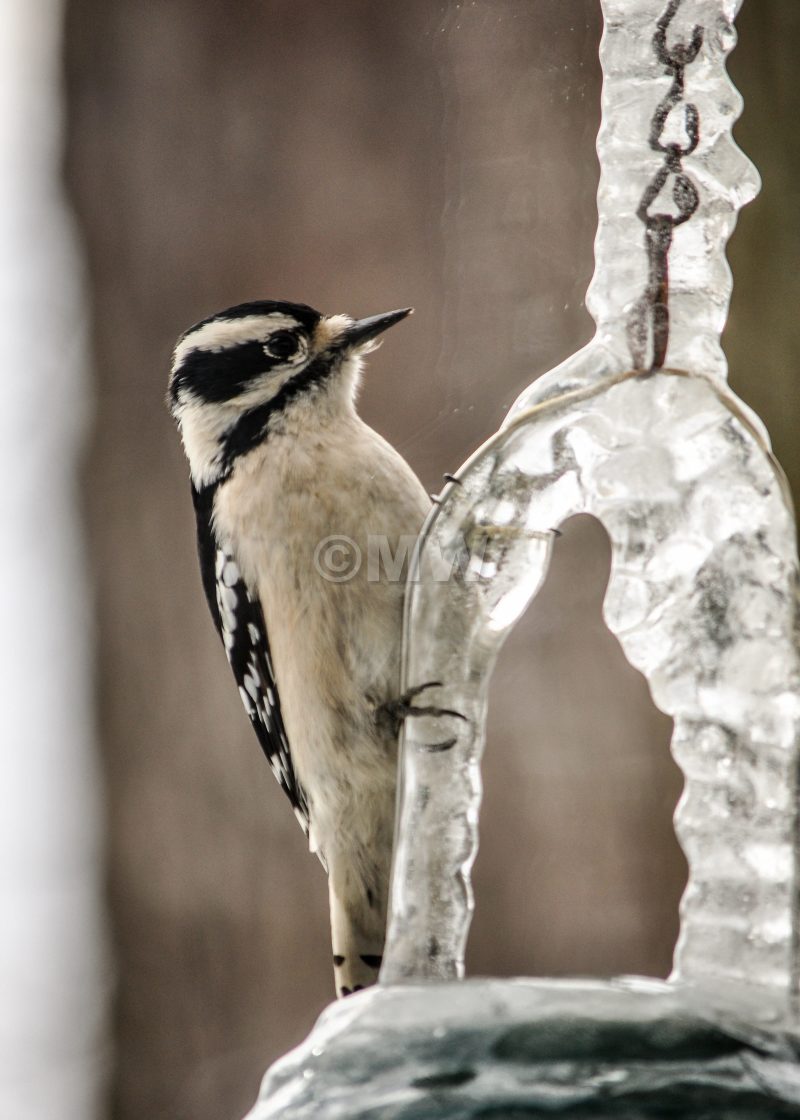 "Downy woodpecker" stock image