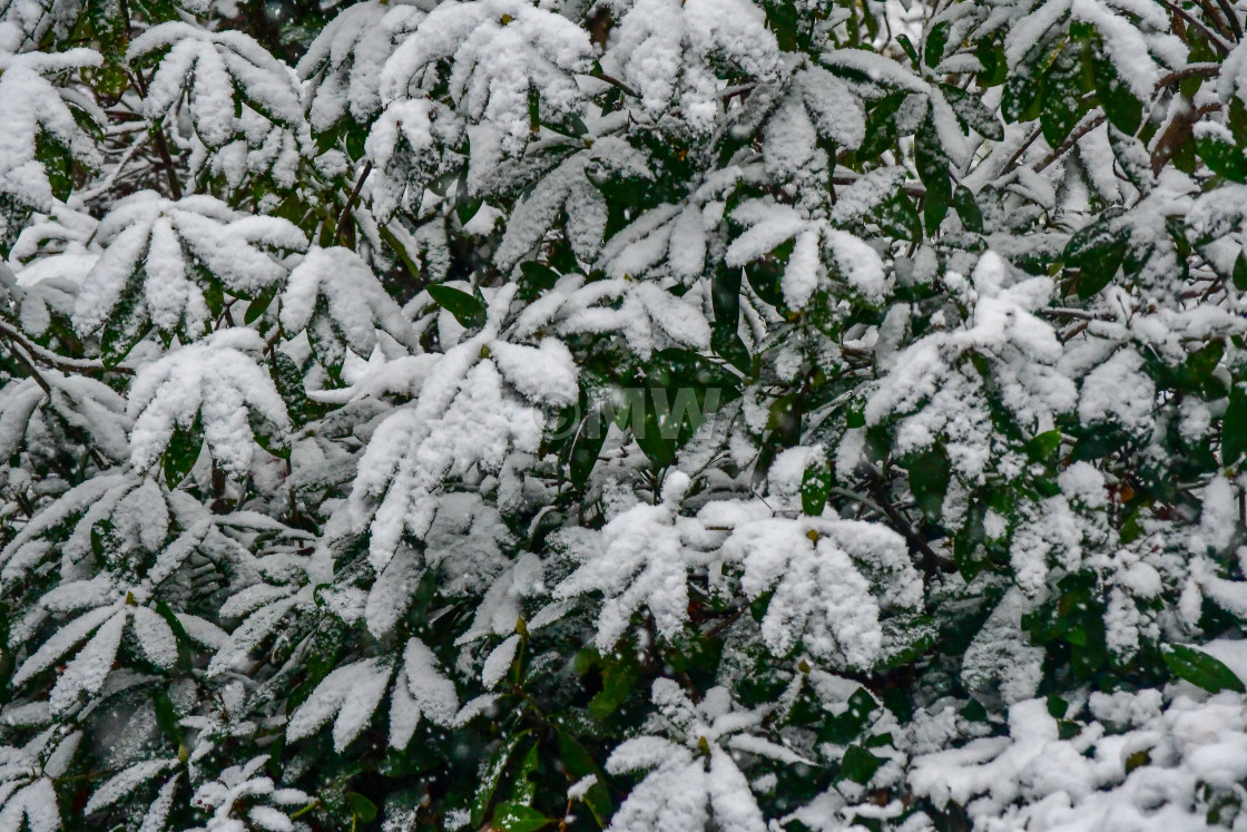 "First snow on rhododendron leaves" stock image