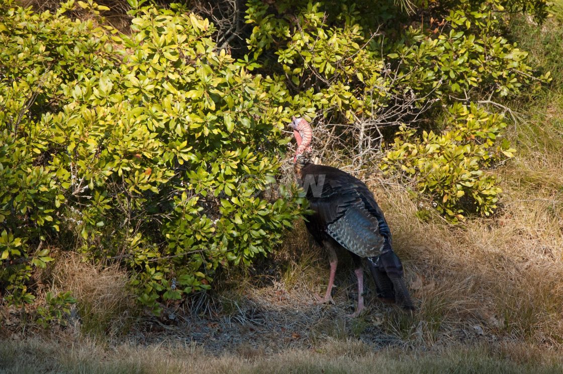 "Wild turkey" stock image