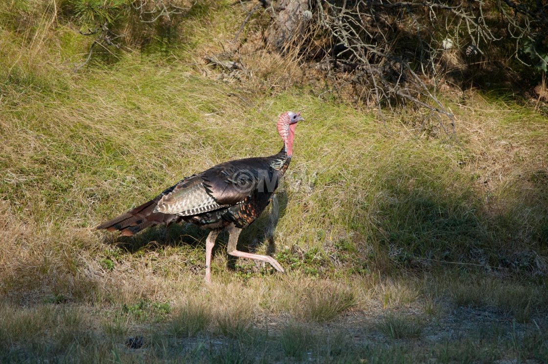 "Wild turkey" stock image