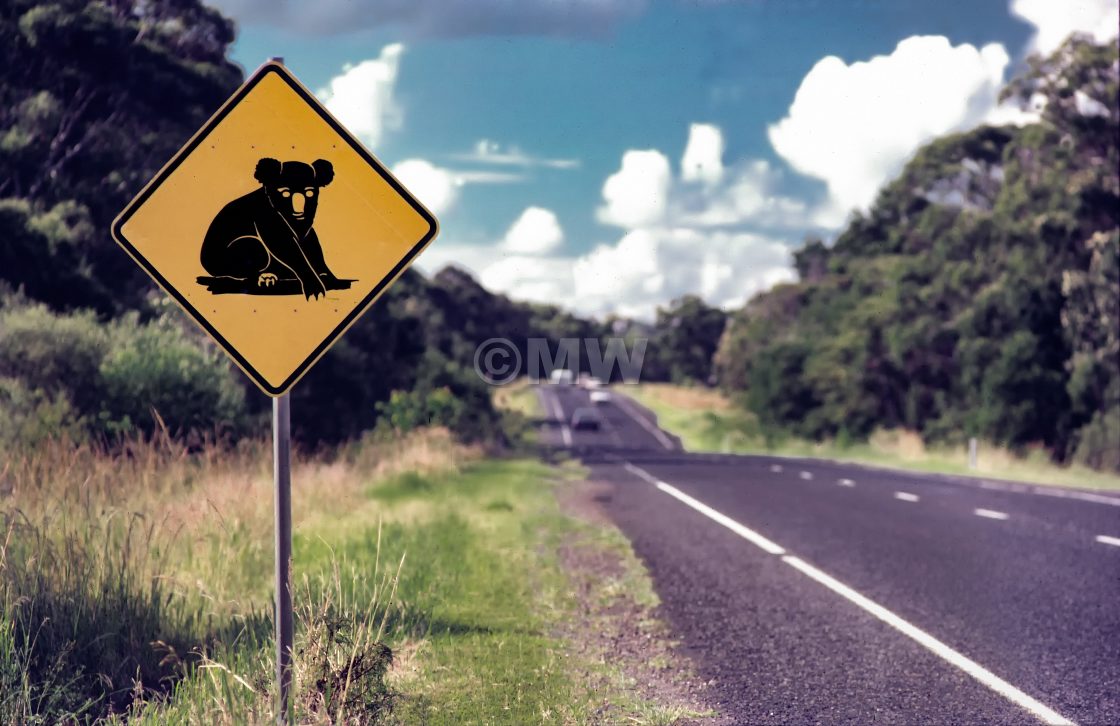 "Koala Country" stock image