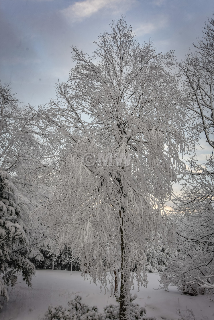 "Snow-covered tree" stock image