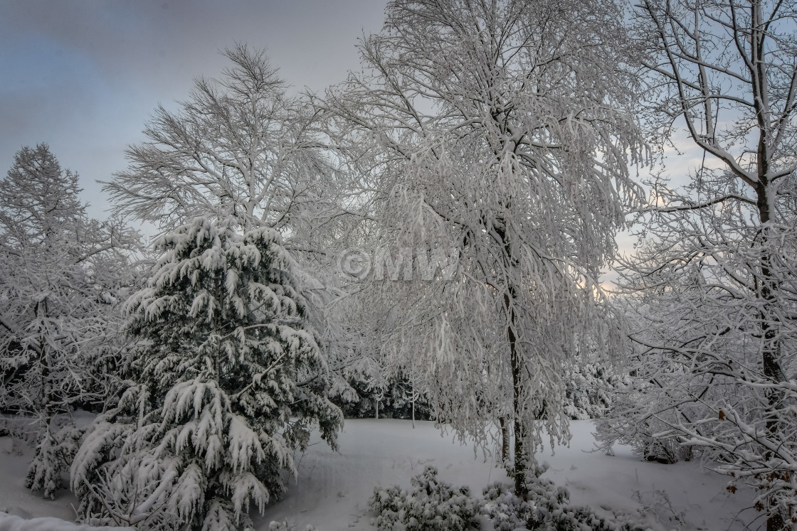 "Snow-covered trees" stock image