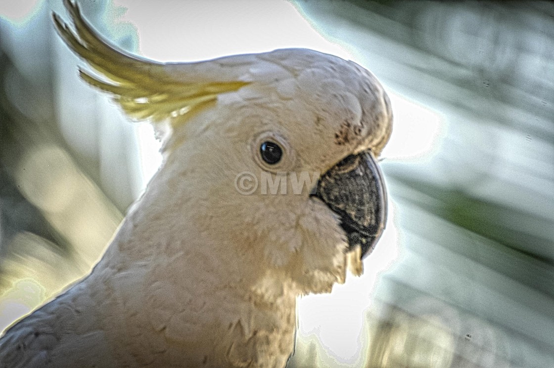 "Sulphur-Crested Cockatoo" stock image