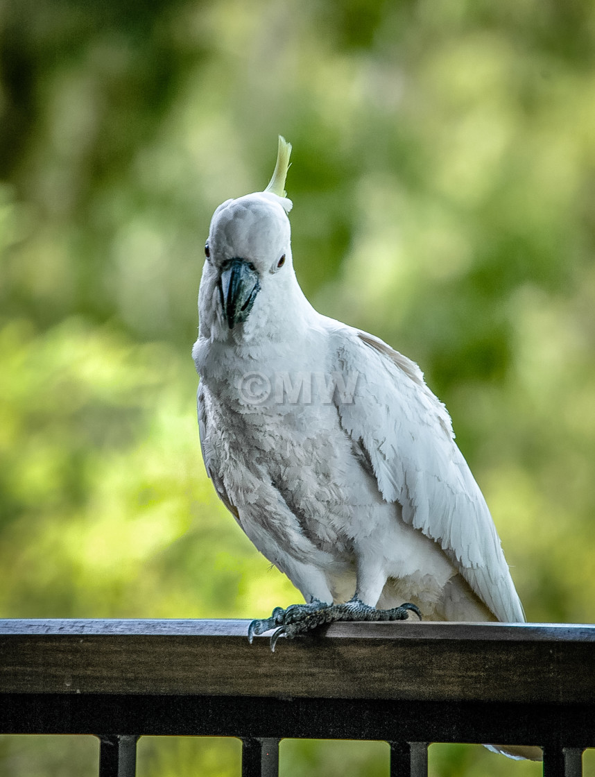 "Sulphur-Crested Cockatoo" stock image