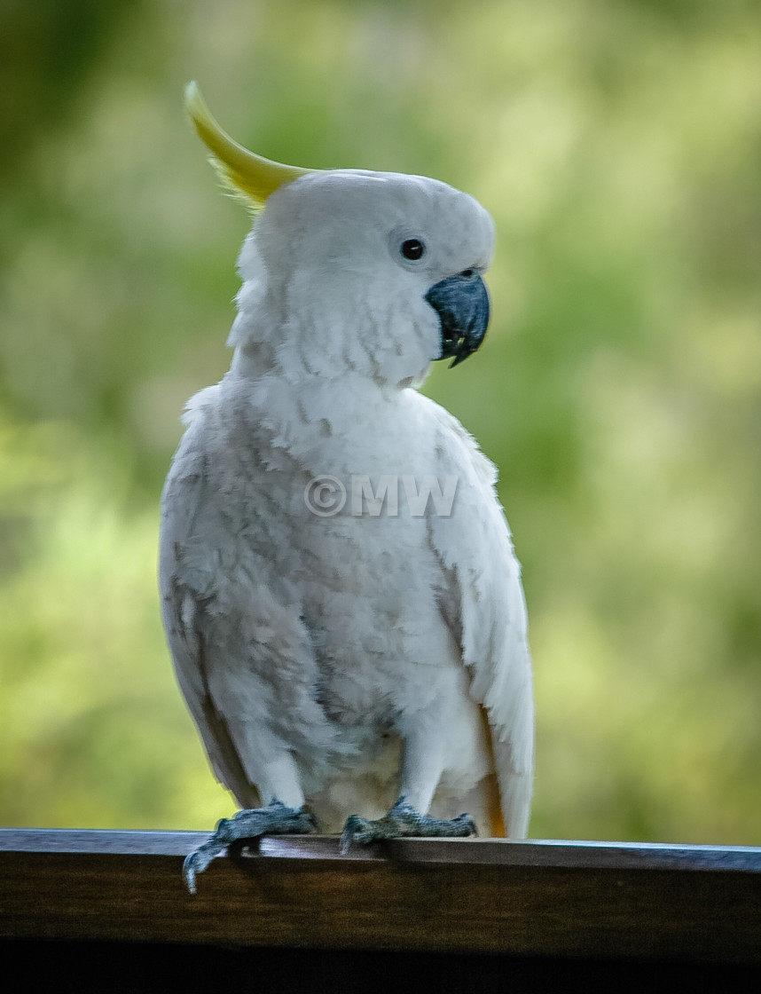 "Sulphur-Crested Cockatoo" stock image