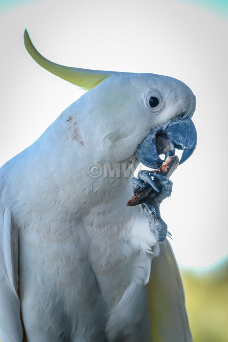 "Sulphur-Crested Cockatoo" stock image