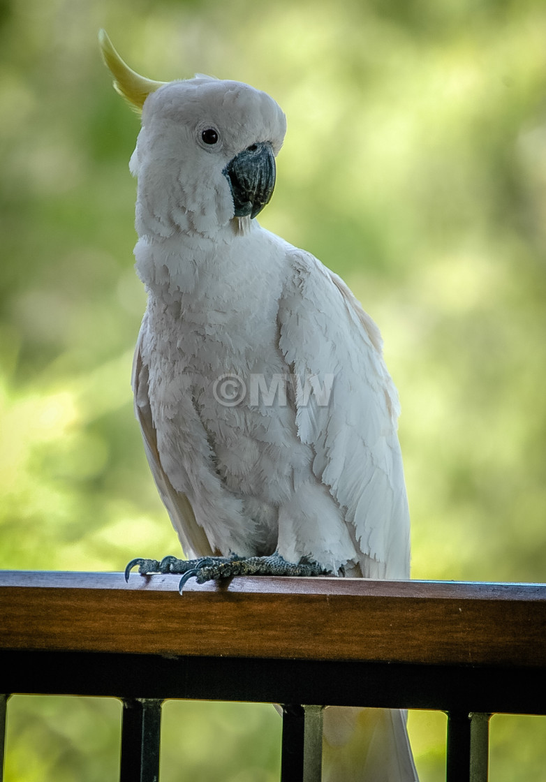 "Sulphur-Crested Cockatoo" stock image