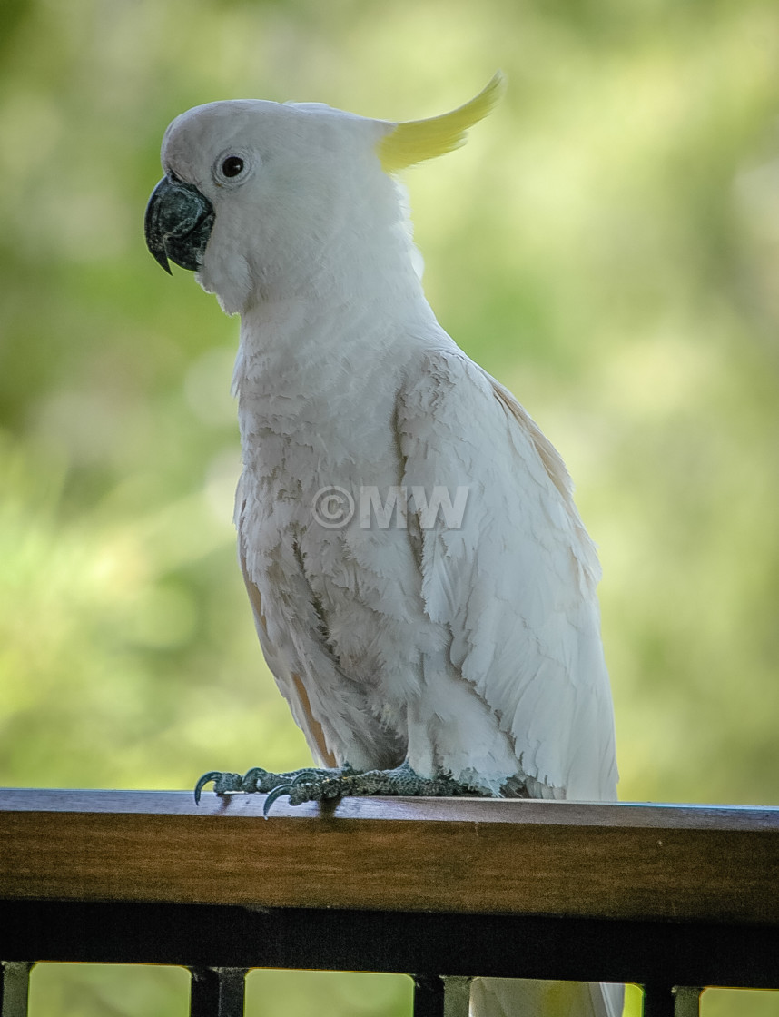 "Sulphur-Crested Cockatoo" stock image