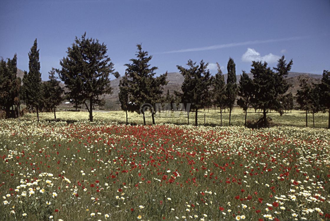 "ield of poppies & daisies, Ios, 1972" stock image