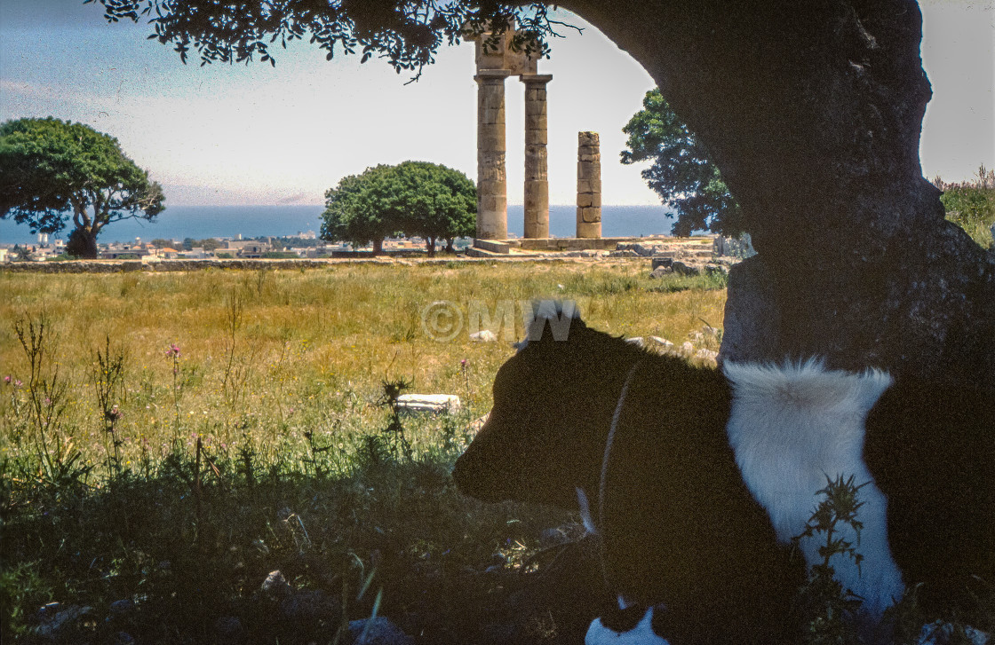 "Monte Smith columns & calf" stock image