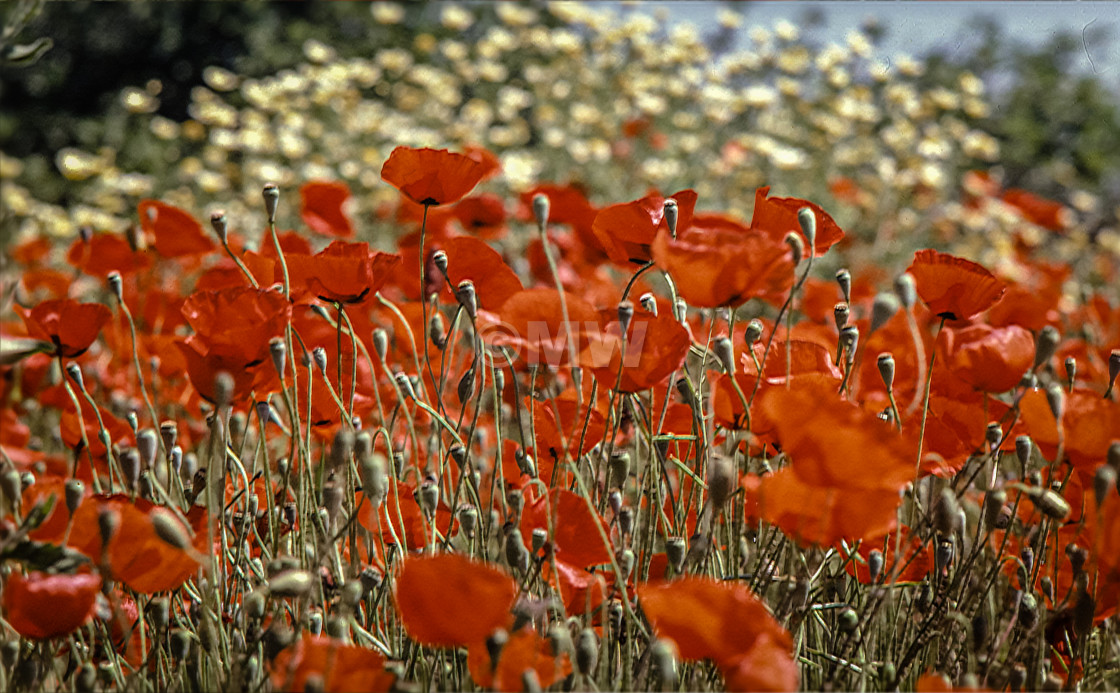 "Poppies" stock image