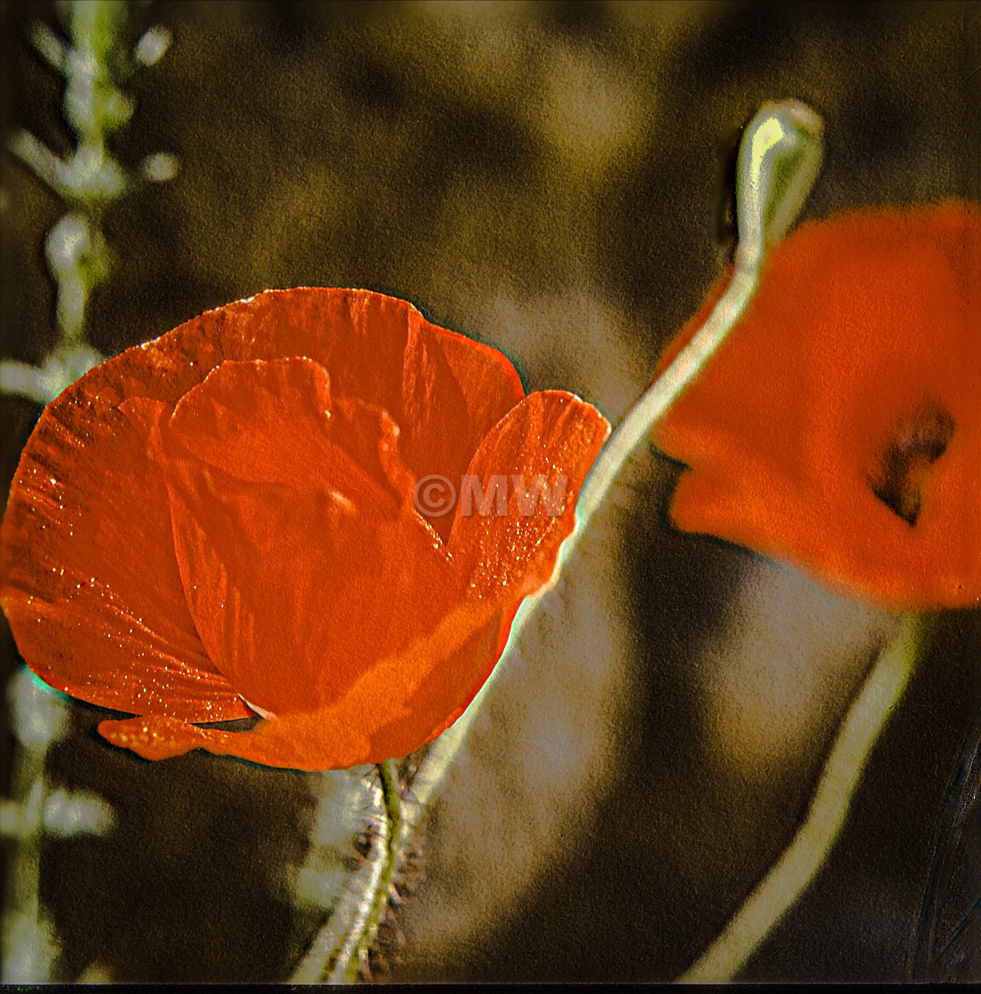 "Poppy flowers closeup" stock image