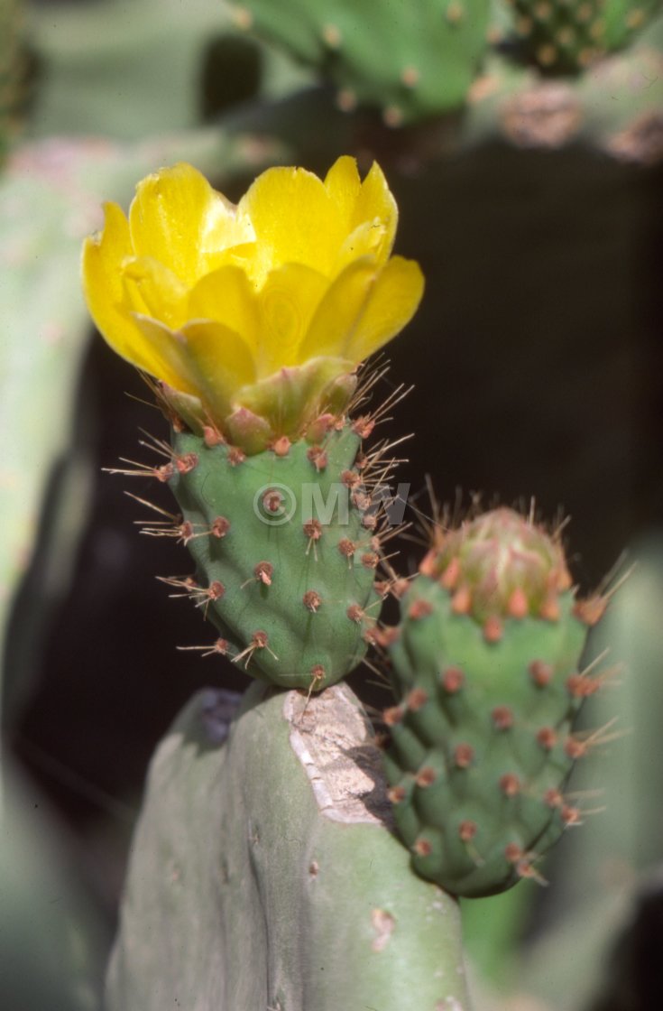 "Prickly pear" stock image